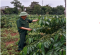 Gương điển hình trong phong trào thi đua “Cựu chiến binh gương mẫu”
