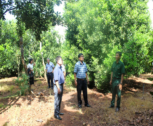 Chủ tịch Hội CCB tỉnh và đại biểu các đơn vị thăm vườn trồng Mắc ca của hội viên Nguyễn Văn Cúc.
