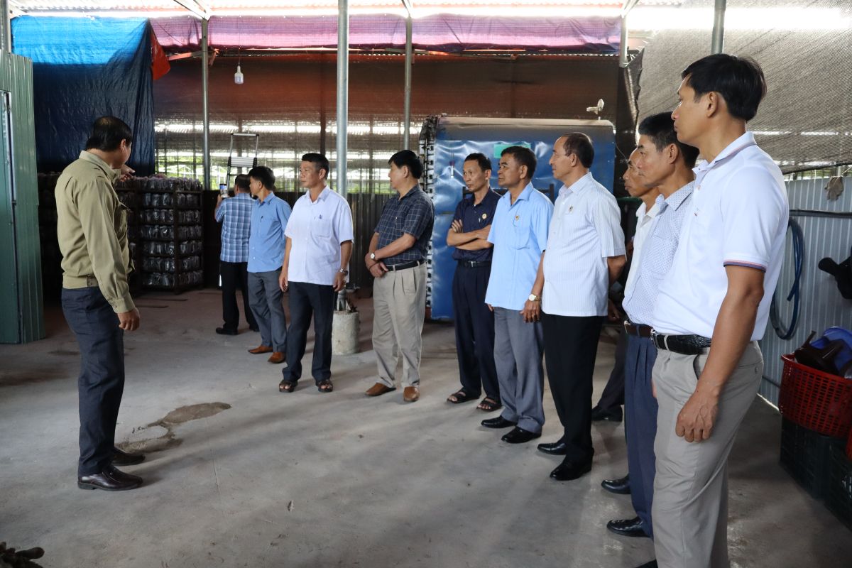 Đồng chí Huỳnh Phương ình, Chủ nhiệm Hợp tác xã giới thiệu về quy trình sản xuất phôi giông linh chi đỏ.