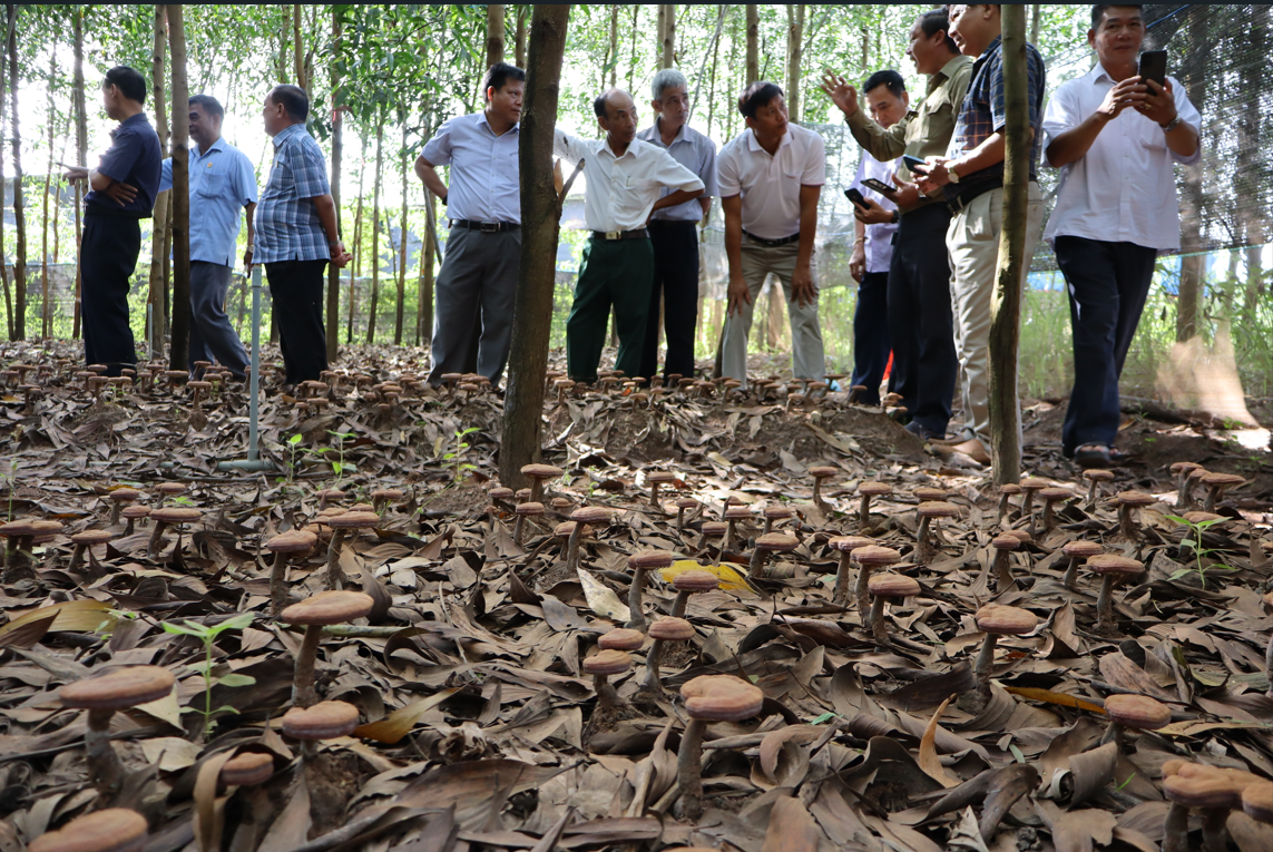 Lãnh đạo Tỉnh hội và Hội CCB các đơn vị thăm quan khu vực trồng nấm của Hợp tác xã.