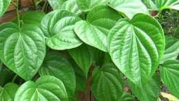 Lá trầu không chữa bệnh