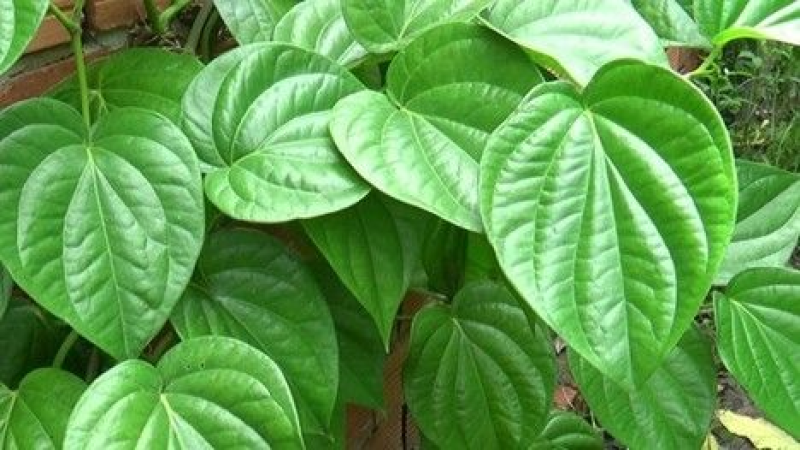 Lá trầu không chữa bệnh